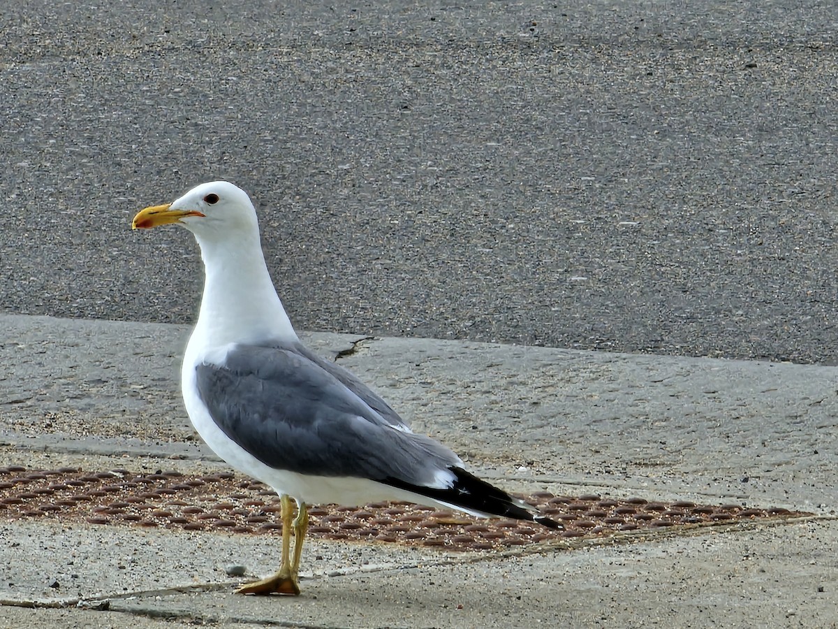 Goéland de Californie - ML592799361