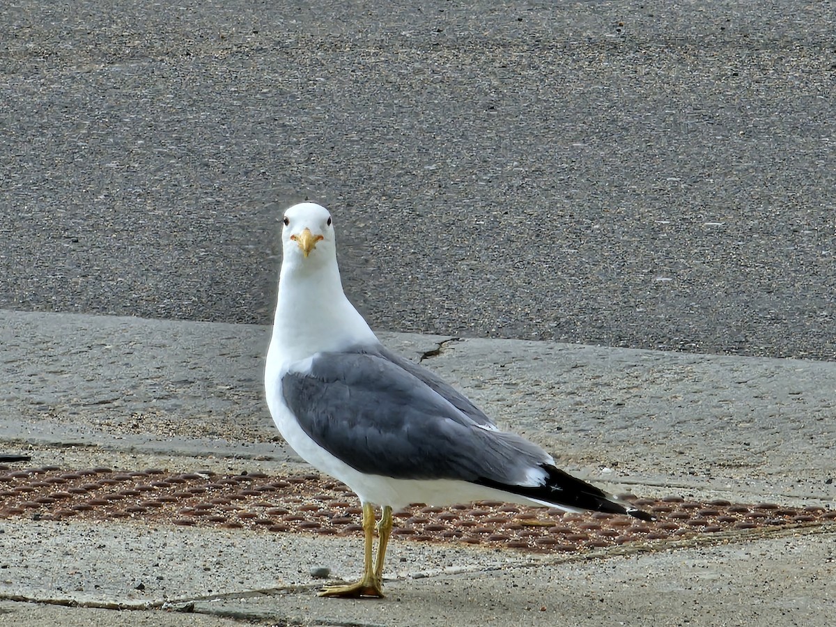 California Gull - Joe Chen