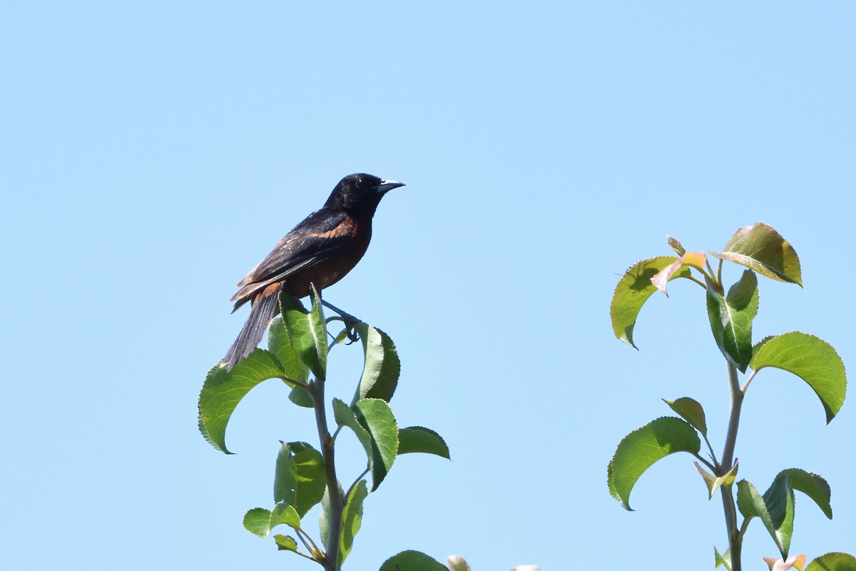 Orchard Oriole - ML592799381