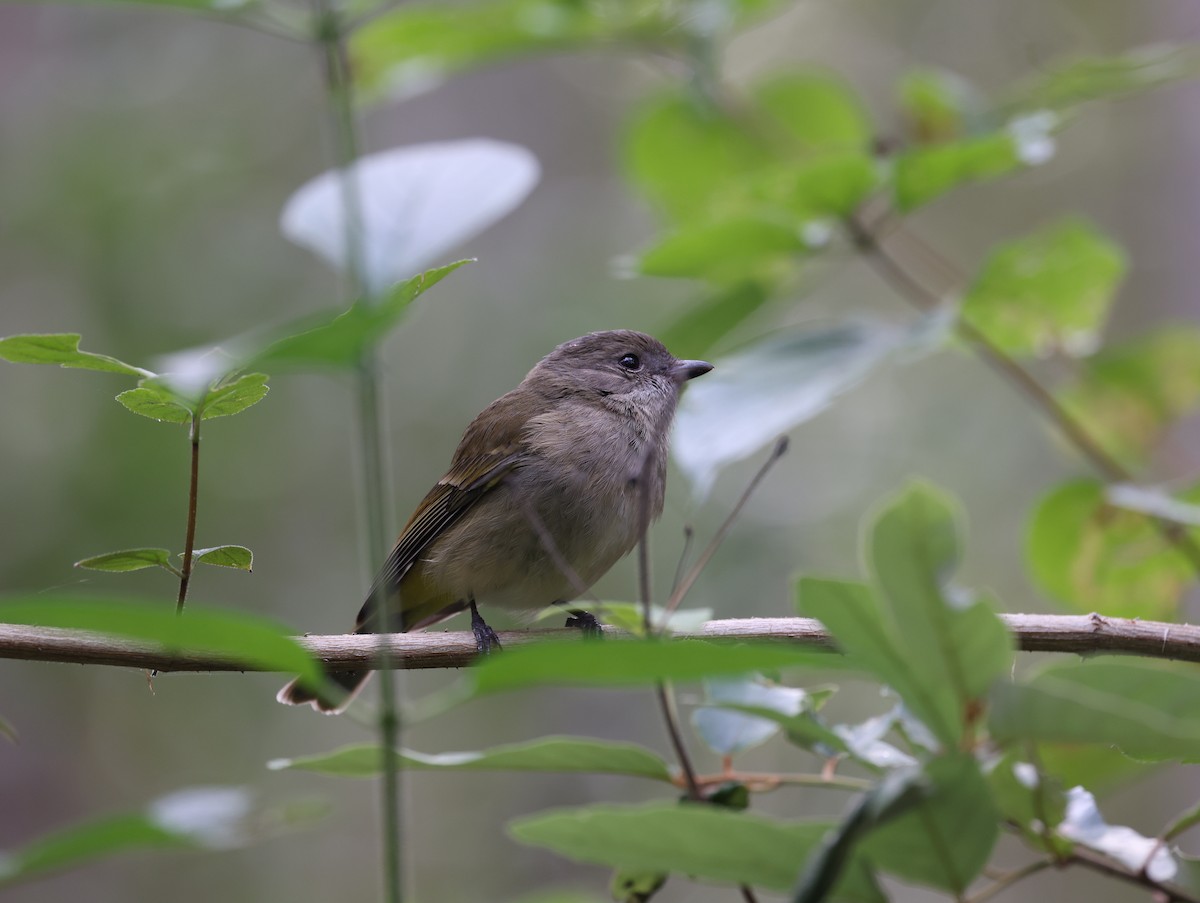 Golden Whistler - Andy Gee