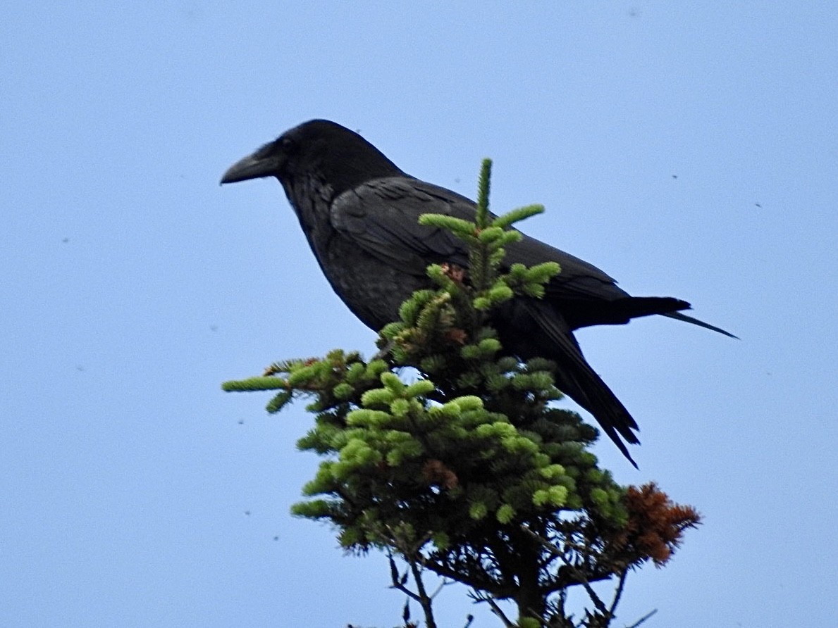 Common Raven - ML592800591