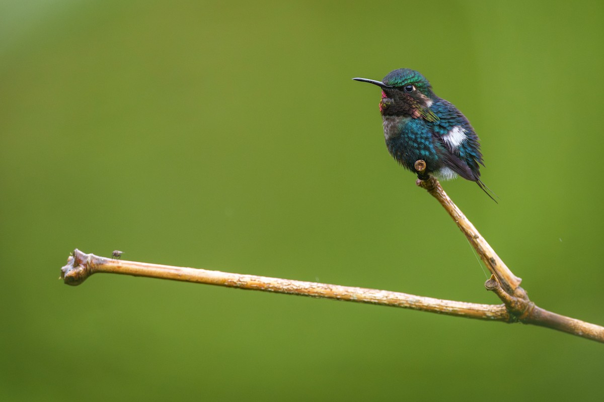 Gorgeted Woodstar - Jeff Hapeman