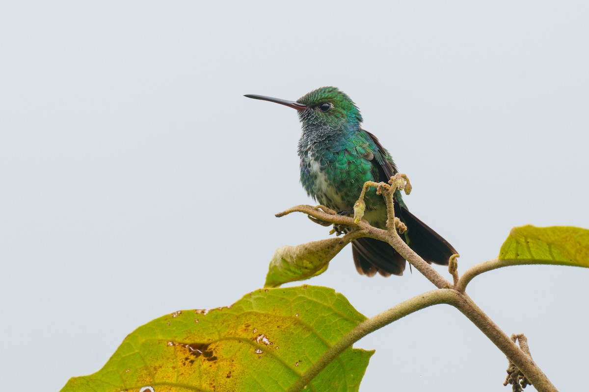 Glittering-throated Emerald - ML592800941