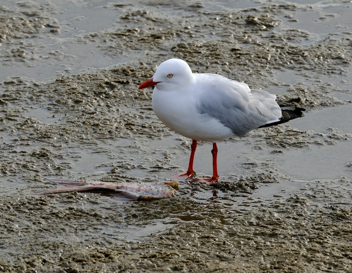 Silberkopfmöwe (novaehollandiae/forsteri) - ML592801691