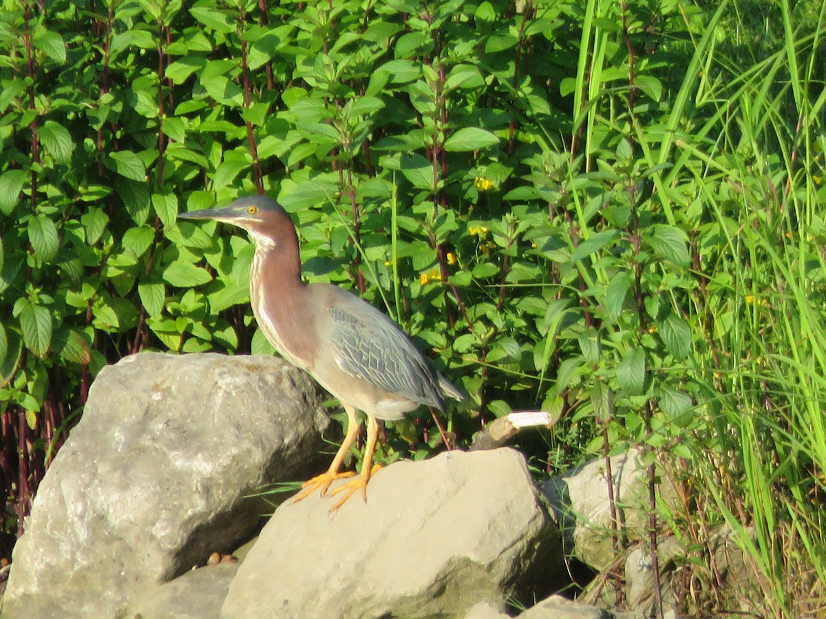 Green Heron - Bill Ohlsen