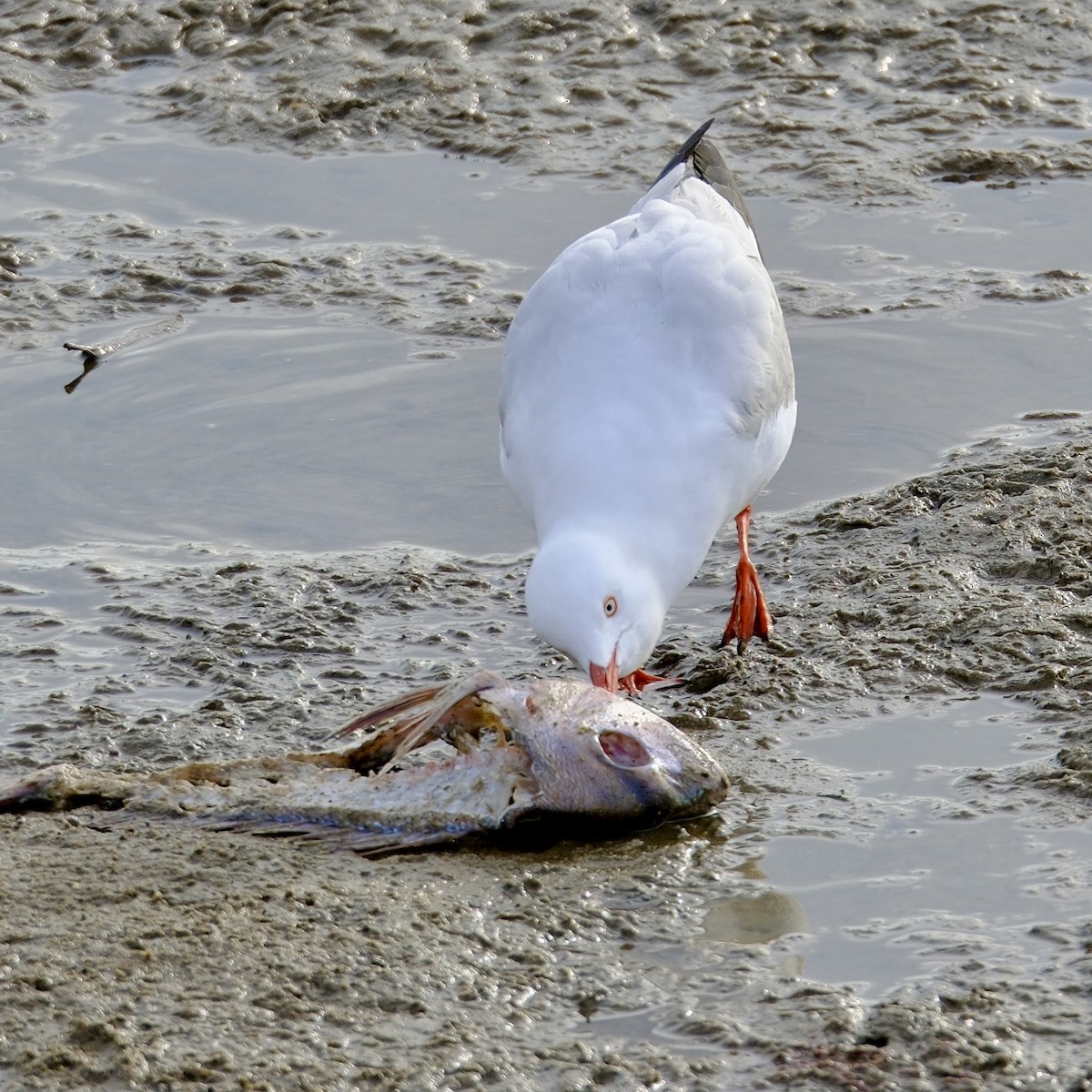 ギンカモメ（novaehollandiae／forsteri） - ML592802911