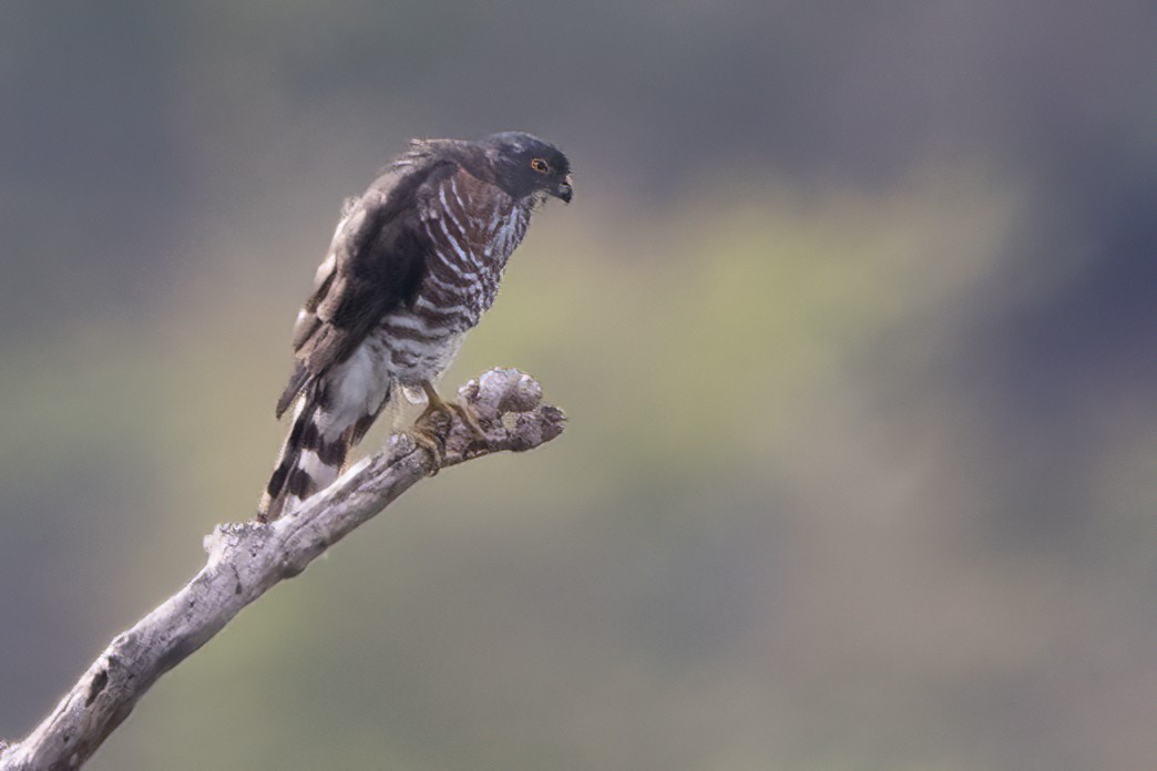 Crested Goshawk - ML592803341