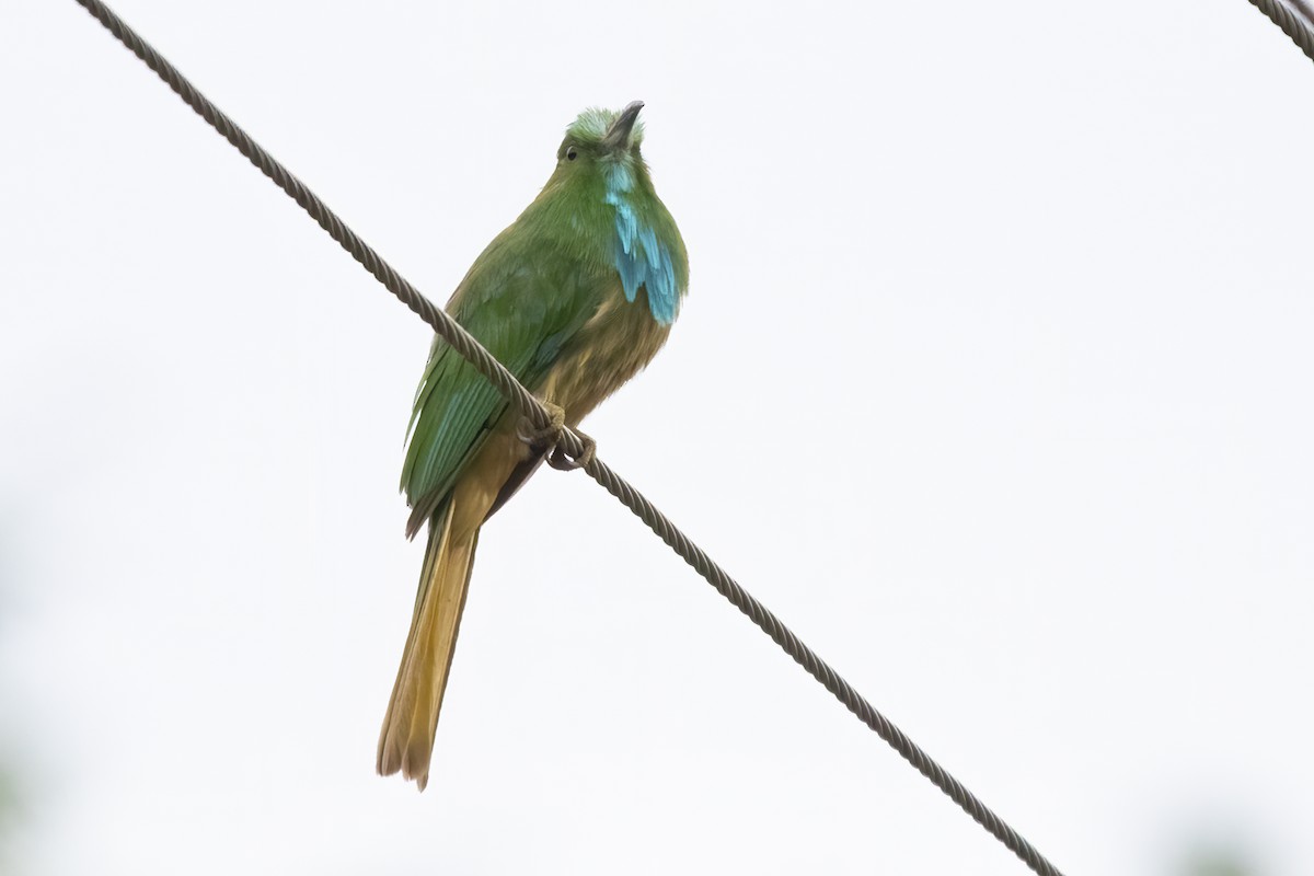 Blue-bearded Bee-eater - ML592803521