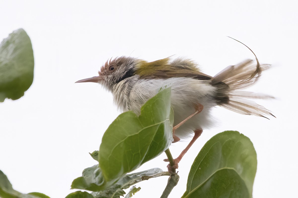 Rotstirn-Schneidervogel - ML592803801