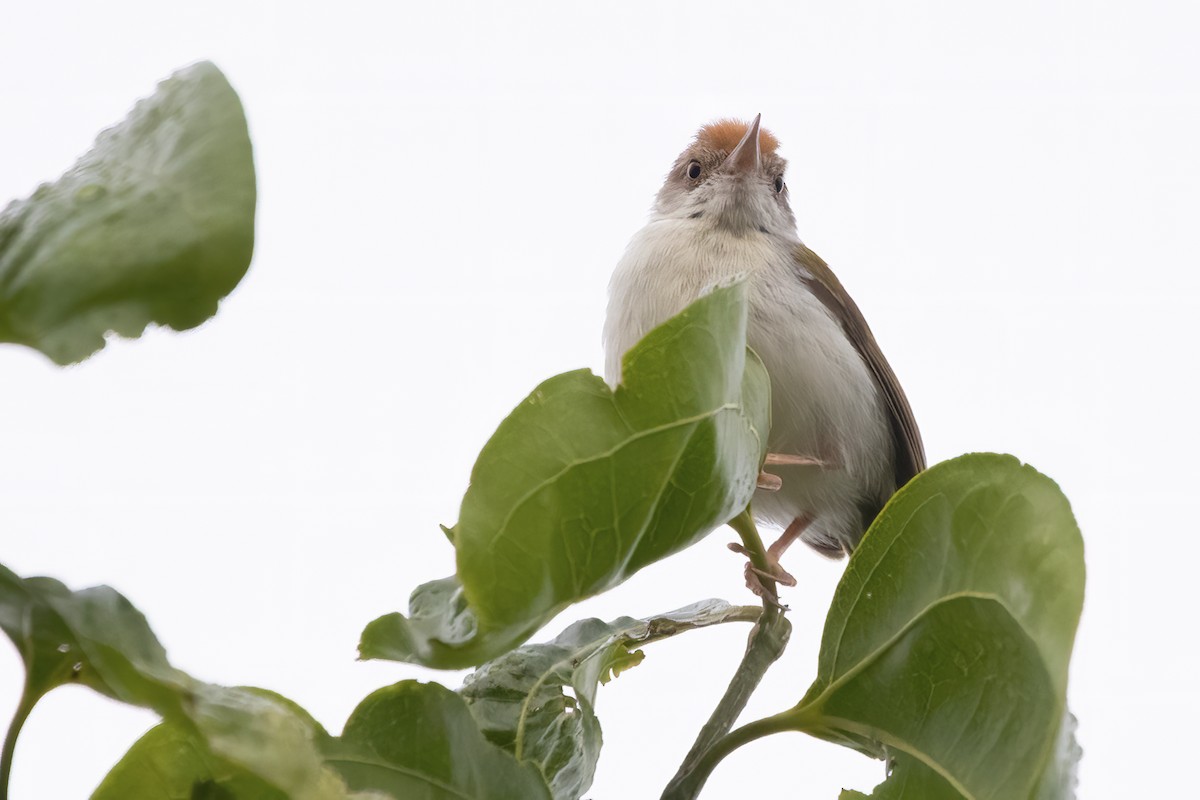 Common Tailorbird - Ravi Jesudas