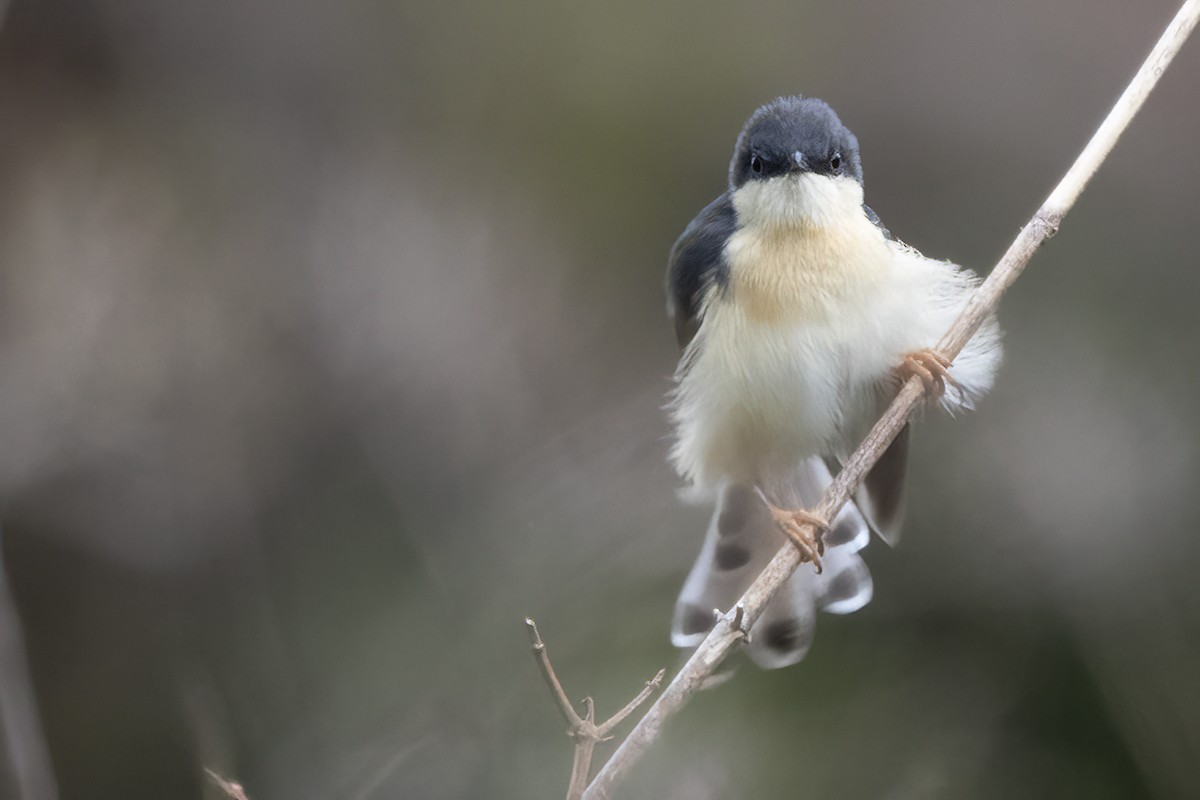 Ashy Prinia - ML592803861