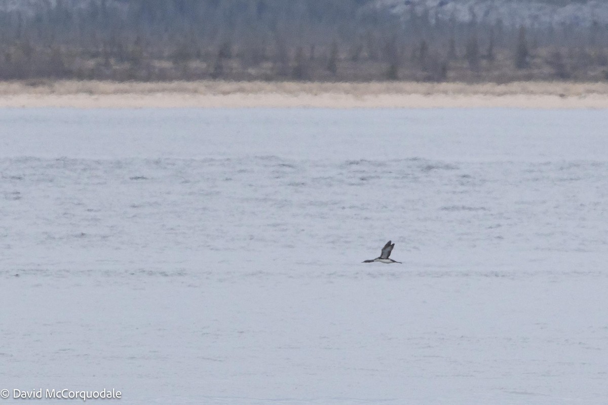 Red-throated Loon - ML592803951