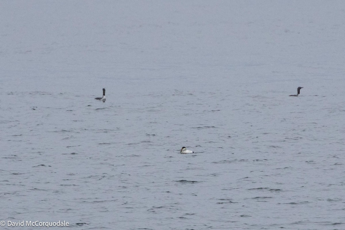 Red-throated Loon - David McCorquodale