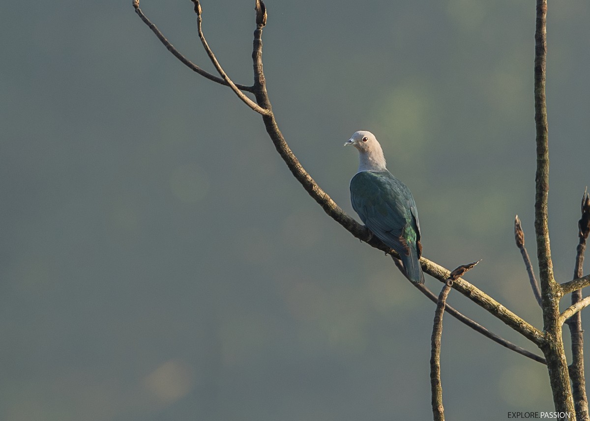 Green Imperial-Pigeon - ML592805751