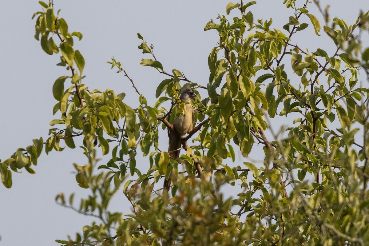 Red-backed Mousebird - ML592806291