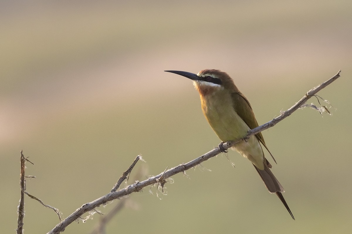 Madagascar Bee-eater - ML592806521