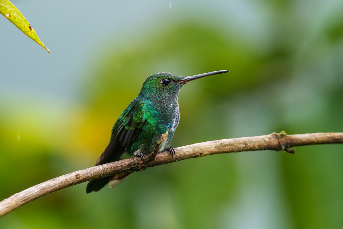 Glittering-throated Emerald - ML592806631