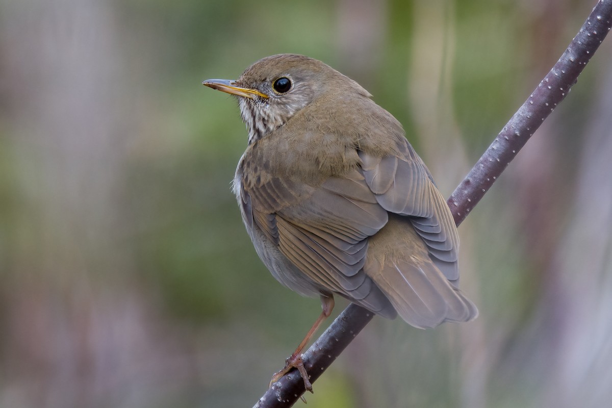 Bicknell's Thrush - ML592807361