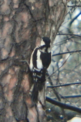 Great Spotted Woodpecker - ML592807611
