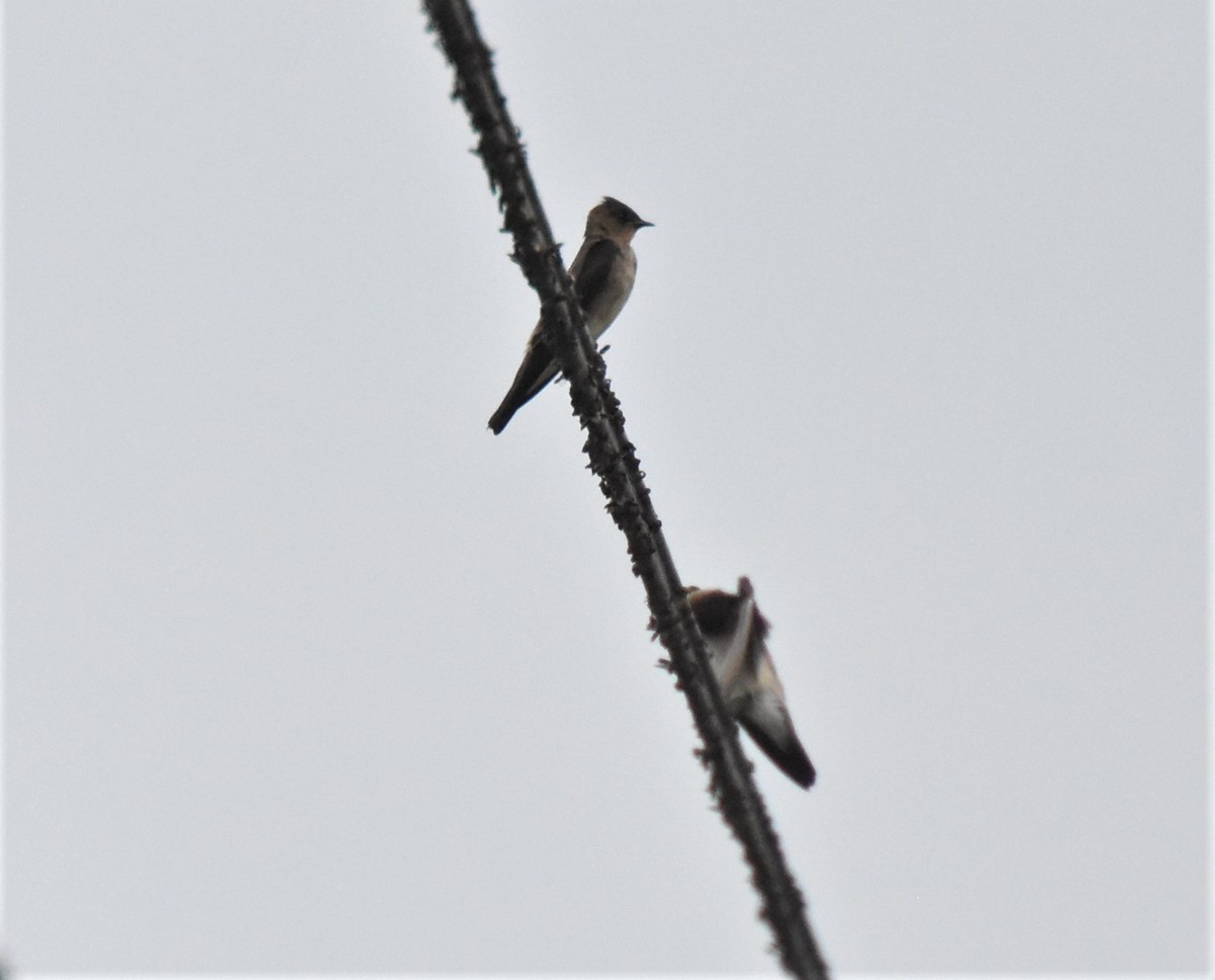 Gray-breasted Martin - ML592808161