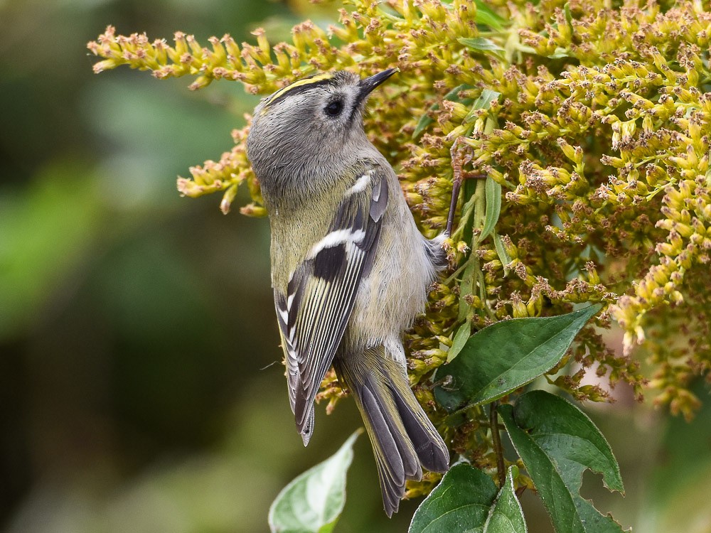 Goldcrest - Xueping & Stephan Popp