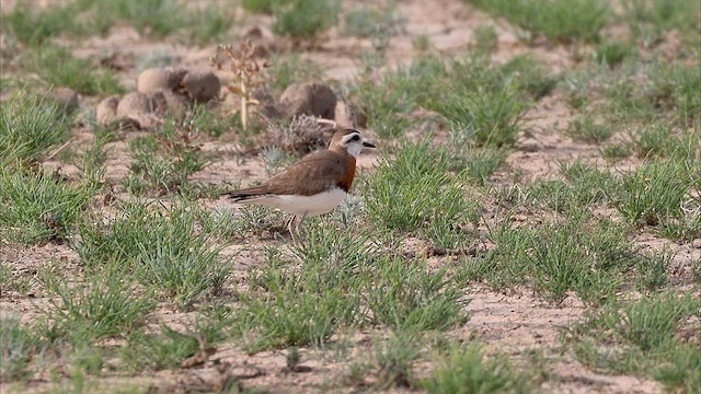 Caspian Plover - ML592811221