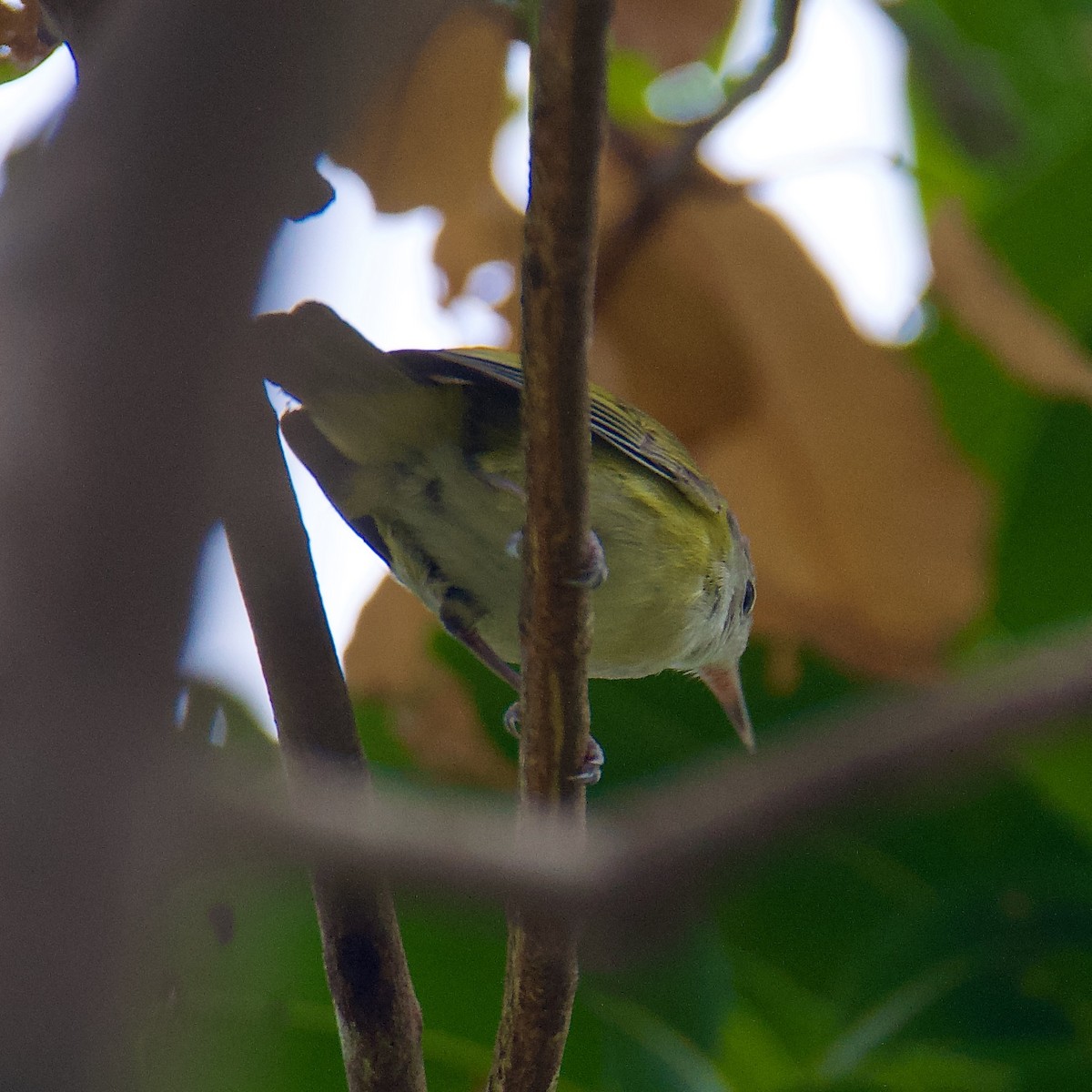 Lesser Greenlet - Cheryl & Scott Taylor