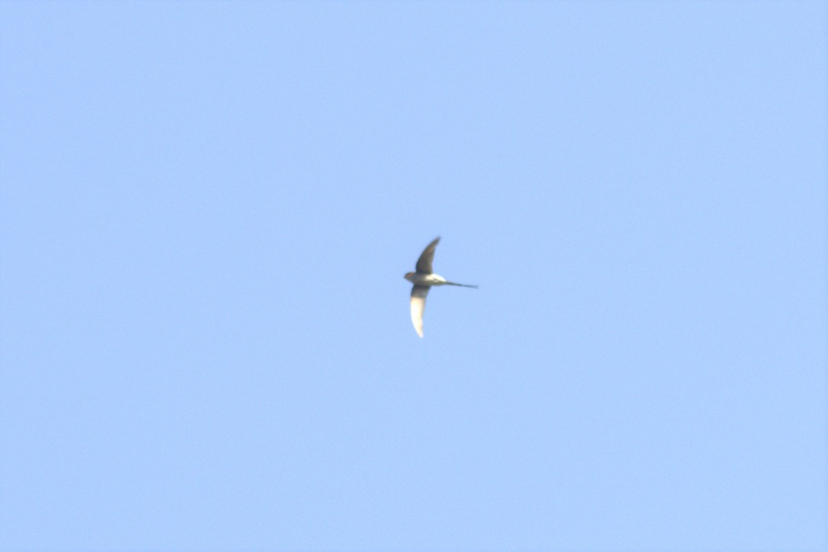 Crested Treeswift - ML592814551