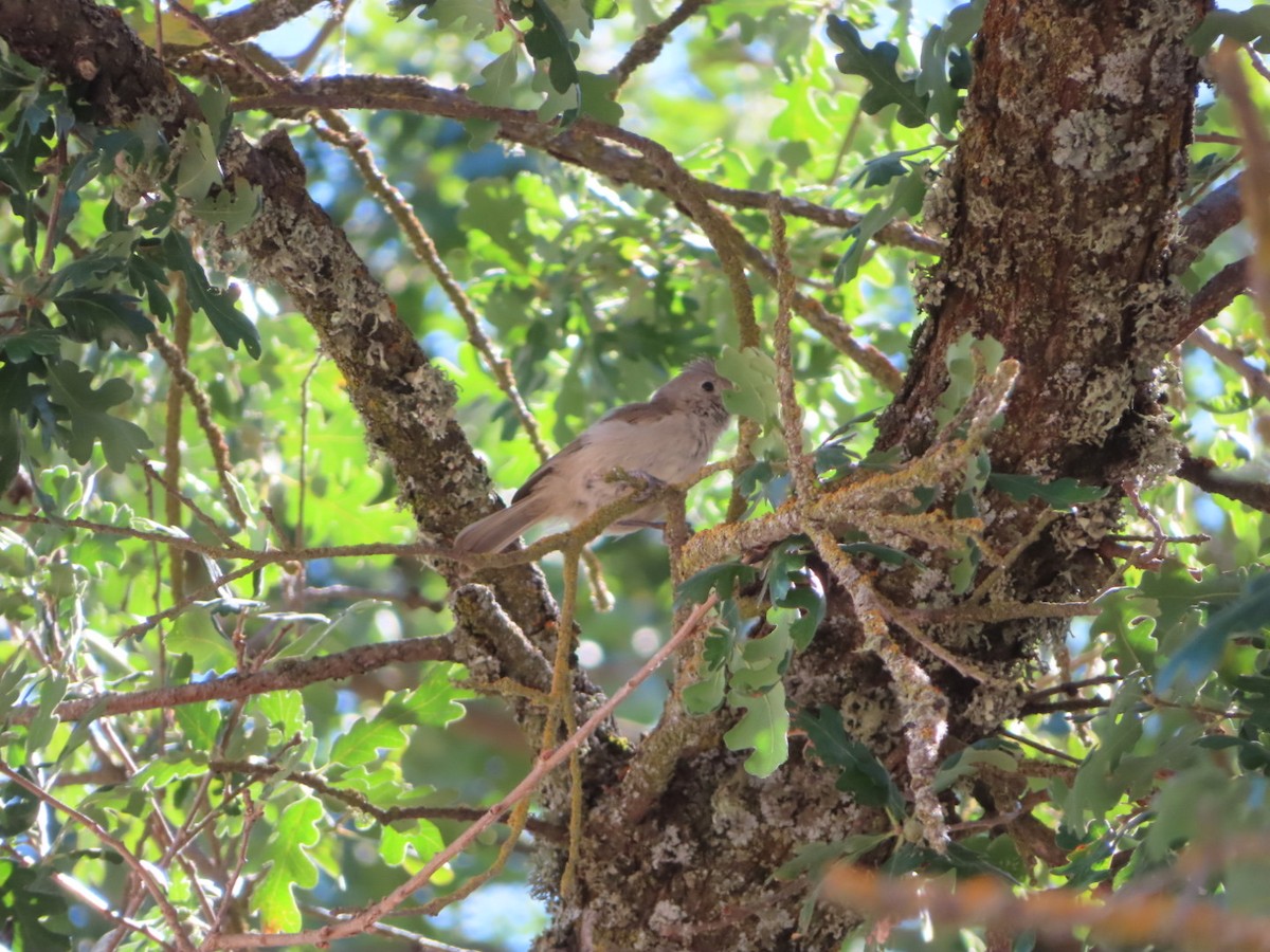 Oak Titmouse - ML592816981