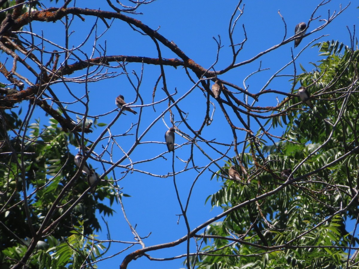 Northern Rough-winged Swallow - ML592817231