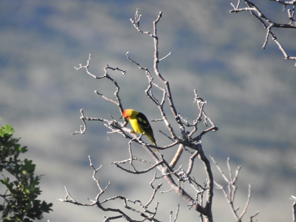 Western Tanager - ML592817341