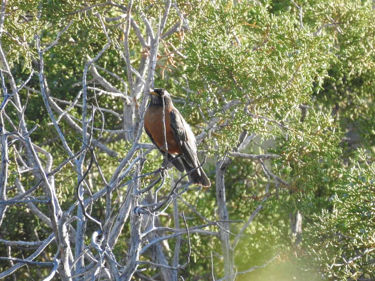 American Robin - ML592817671