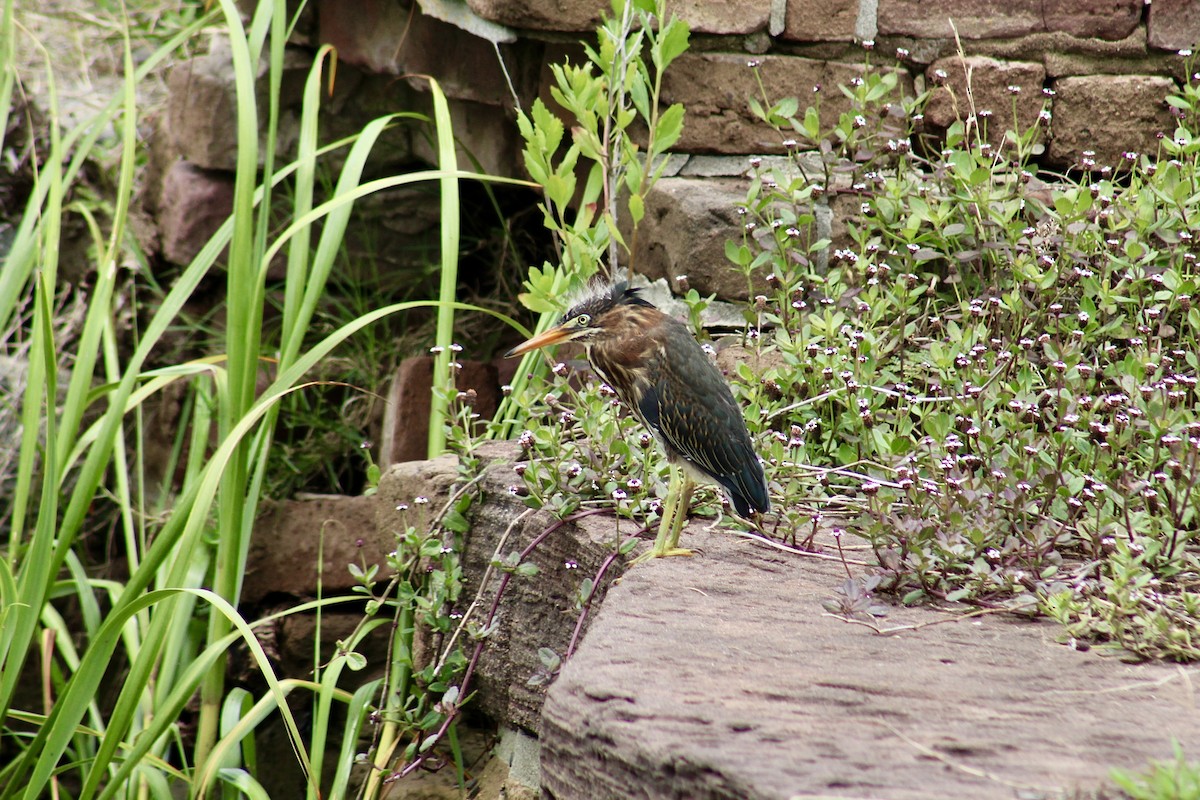 Green Heron - Lucy White