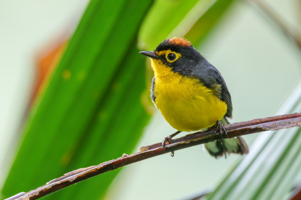 Spectacled Redstart - ML592818271