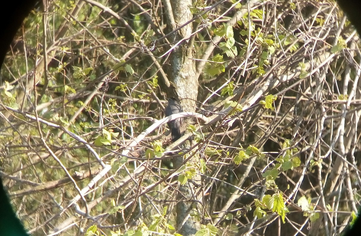 Gray Catbird - ML59281881