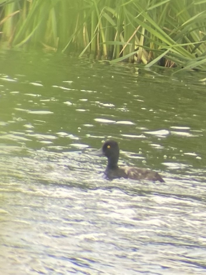 Lesser Scaup - Laurent Bédard