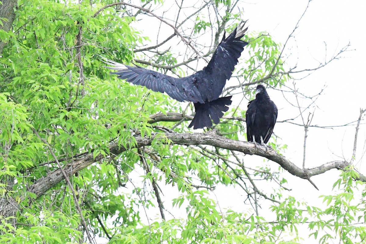 Black Vulture - ML592820811