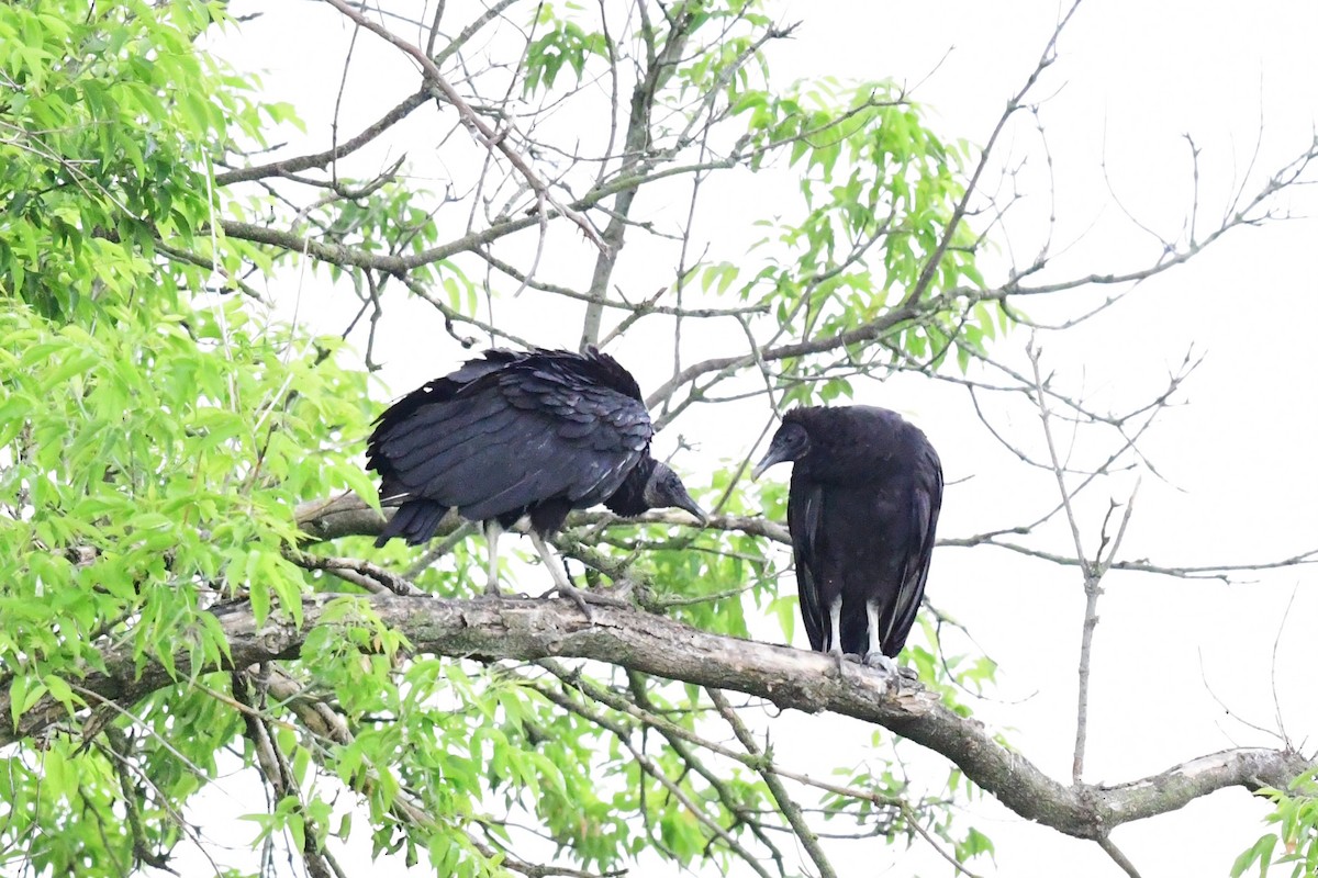 Black Vulture - ML592820861