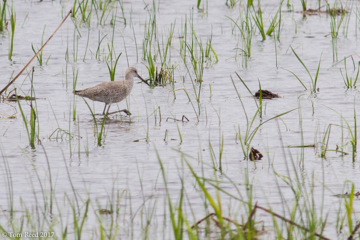 Willet (Western) - ML59282091