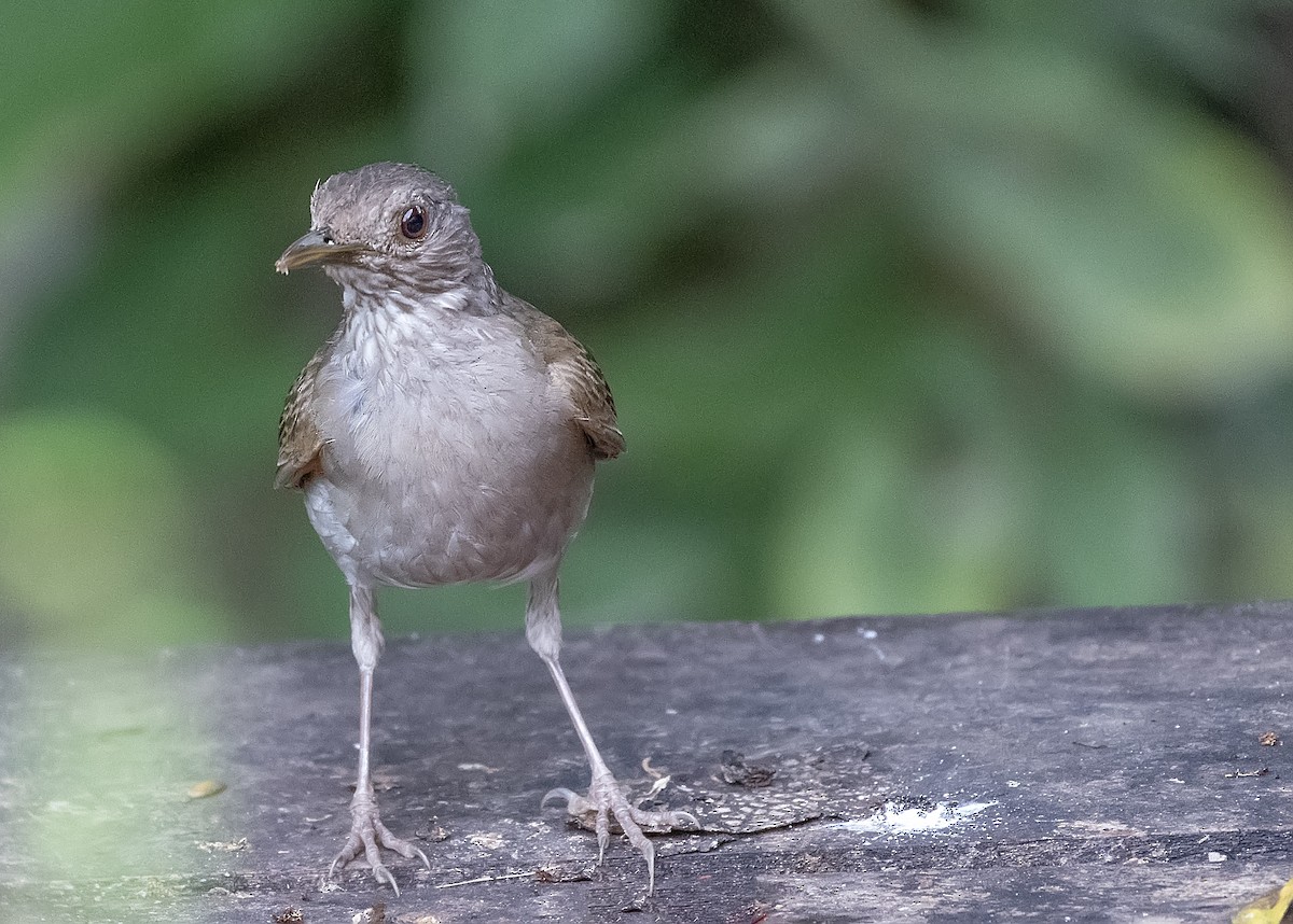 Pale-breasted Thrush - ML592821231