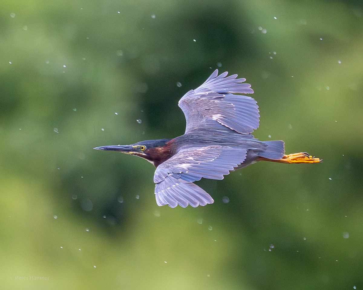 Green Heron - Peter Hamner