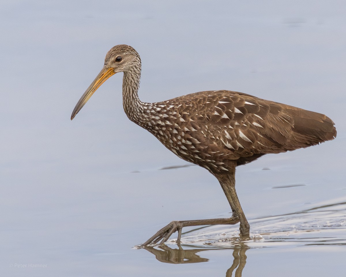 Limpkin (Speckled) - ML592823361