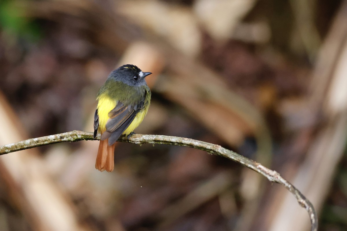 Ornate Flycatcher - ML592823501