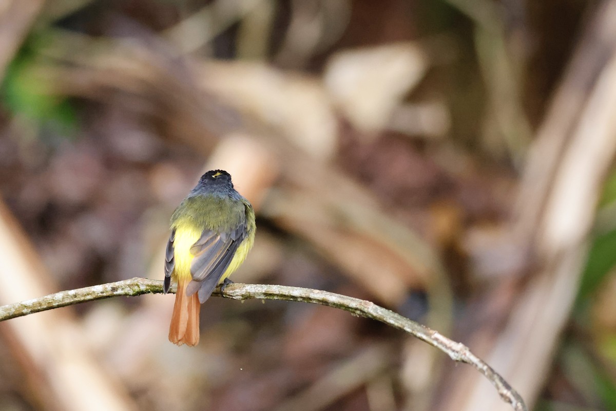 Ornate Flycatcher - ML592823511