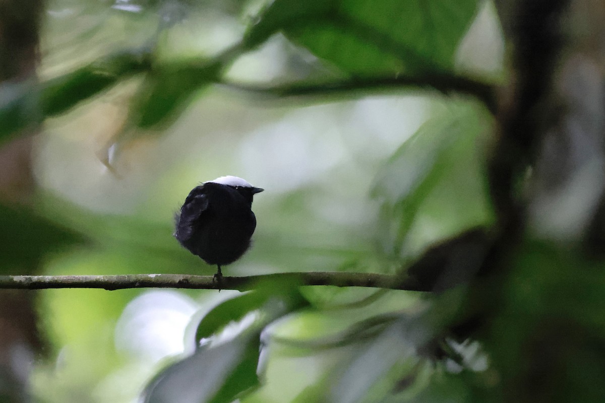 White-crowned Manakin (Foothills) - ML592823651