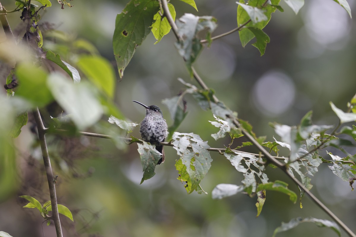 Tropfenkolibri - ML592825261