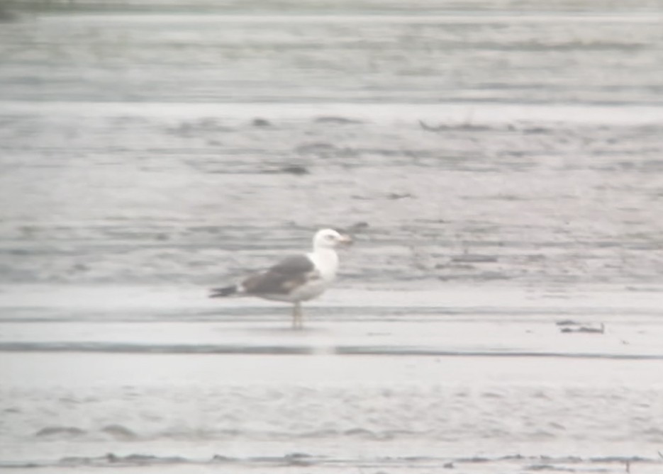 Lesser Black-backed Gull - ML592825711