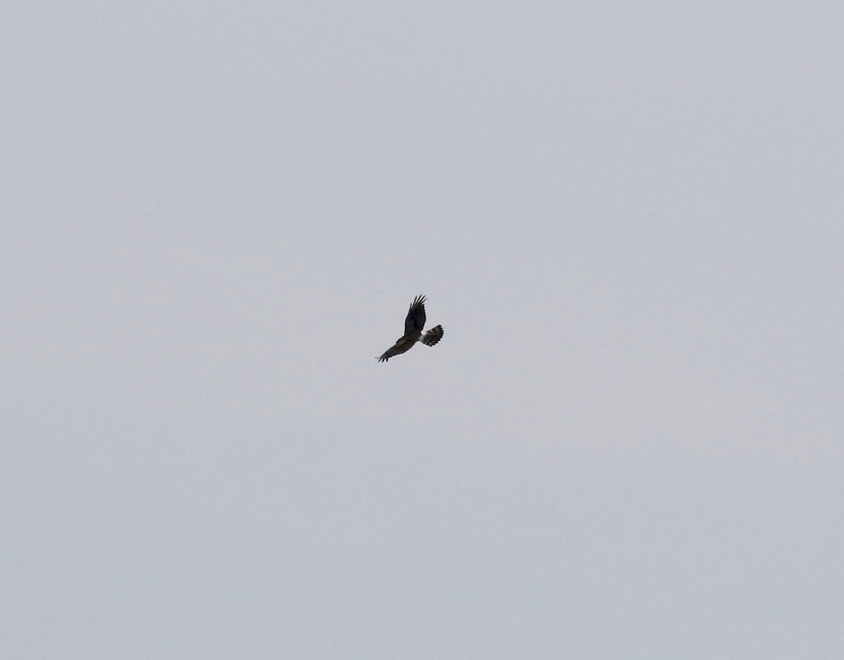 Northern Harrier - ML592825821