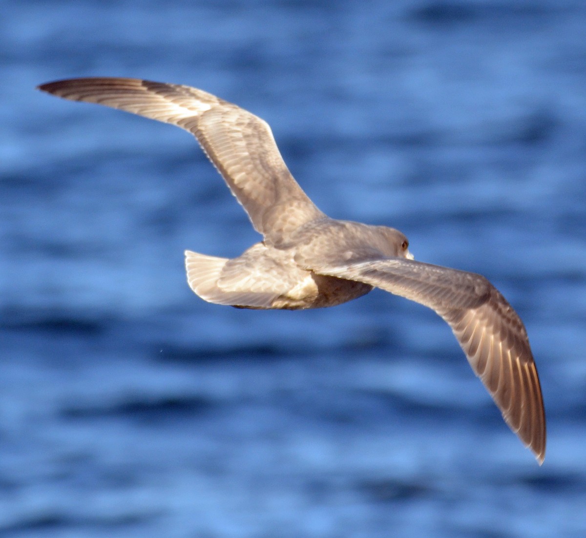 Northern Fulmar - Michael J Good