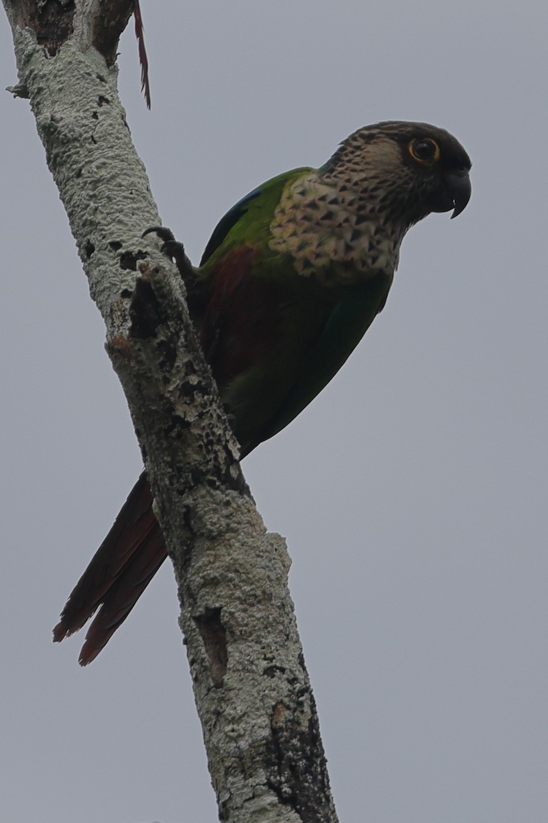 pyrura paráský (ssp. snethlageae) - ML592827611